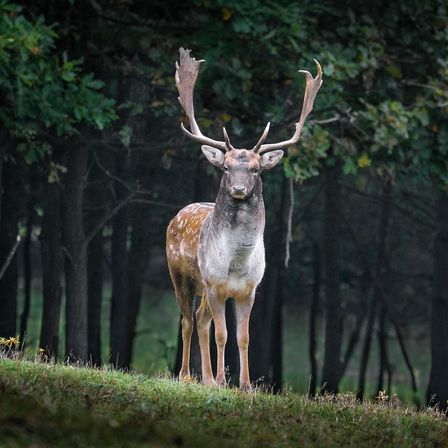 Ein Hirsch mit großen Geweihen steht in einem Grasbereich, umgeben von einem dichten Wald. Der Wald ist neblig.