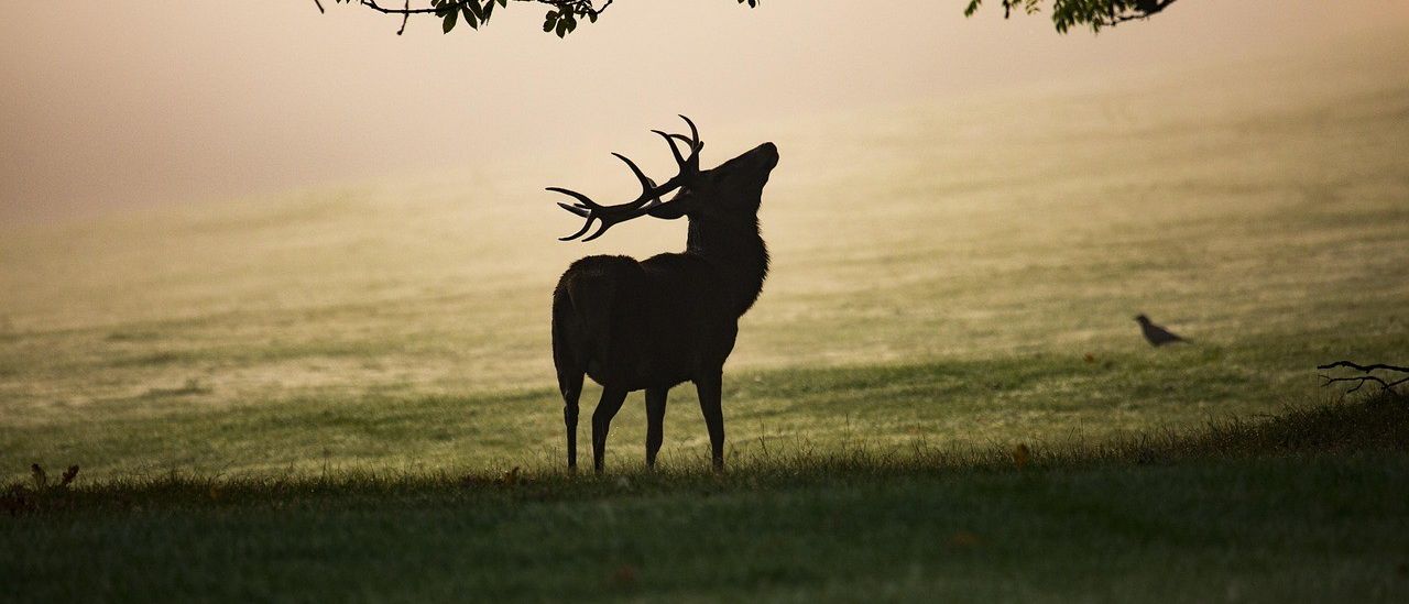 Ein Hirsch mit großen Geweihen steht aufmerksam in einem Grasfeld, seine Silhouette vom sanften Morgenlicht beleuchtet. Ein Vogel ist in der Ferne.