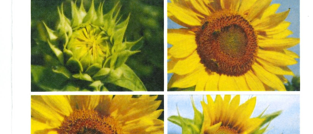Bild enthält, Flower, Plant, Sunflower, Person, Text, Advertisement