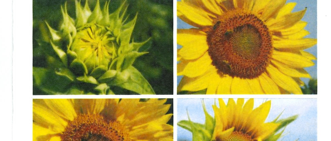 Bild enthält, Flower, Plant, Sunflower, Person, Text, Advertisement