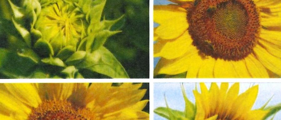 Das Cover zeigt 'Treffpunkt' für Betreuerinnen und Betreuer. Dargestellt sind Sonnenblumen in verschiedenen Wachstumsstadien. Unten stehen die Namen Wartberg und Hagenberg.