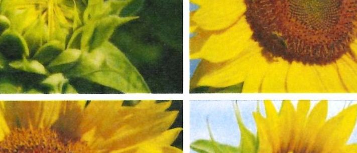 Die Titelseite zeigt vier Bilder von Sonnenblumen in verschiedenen Wachstumsstadien. Der Titel lautet 'Treffpunkt' für Betreuende und Angehörige. Die Namen Wartberg und Hagenberg sind unten erwähnt.