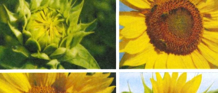 Ein Poster zeigt vier Bilder von Sonnenblumen in verschiedenen Wachstumsstadien. Der Titel lautet 'Treffpunkt für betreuende und pflegende Angehörige.' Unter den Bildern stehen die Namen Wartberg und Hagenberg.