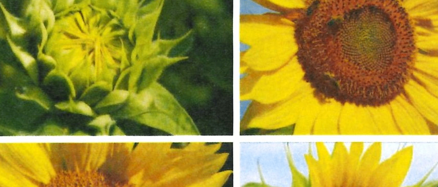 Das Cover eines Buches mit dem Titel 'Treffpunkt', das eine Reihe von Sonnenblumenbildern in verschiedenen Wachstumsstadien zeigt. Das Buch richtet sich an Betreuerinnen und Betreuer von pflegebedürftigen Menschen.