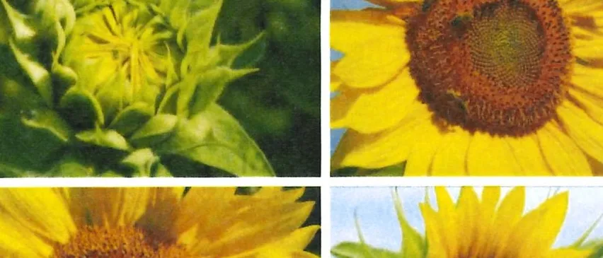 Ein Buch mit dem Titel 'Treffpunkt' zeigt verschiedene Wachstumsphasen von Sonnenblumen vom Knospen bis zur vollen Blüte.