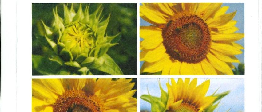 Bild enthält, Advertisement, Poster, Flower, Plant, Sunflower