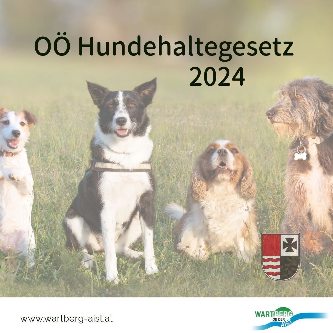 Bild enthält, Grass, Plant, Animal, Canine, Dog, Mammal, Pet, Hound