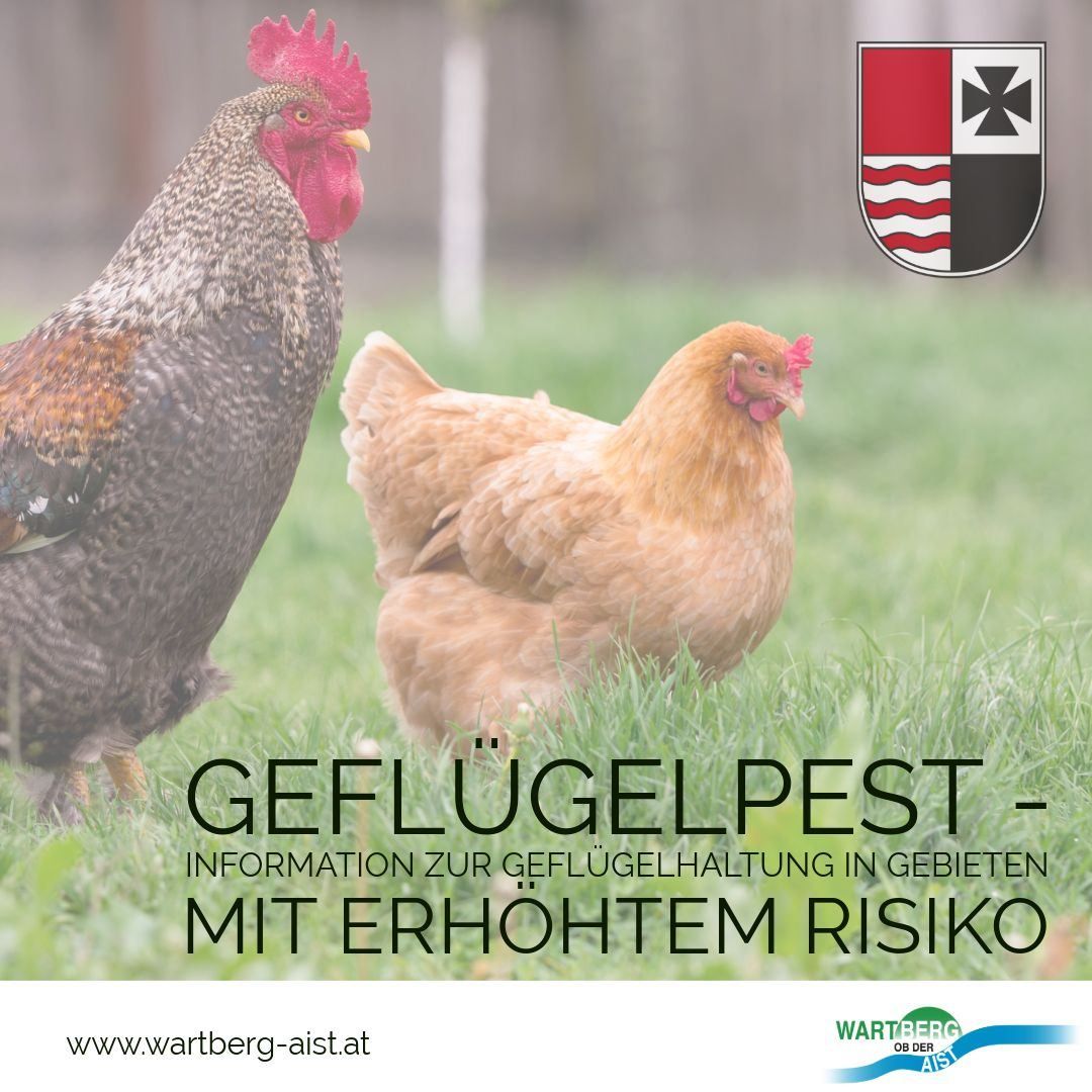 Ein Poster mit zwei Hühnern in einem Grasbereich, mit dem Text 'Geflugelpest - Information zur Geflugelhaltung in Gebieten mit Erhöhtem Risiko' und einem Website-Link unten.