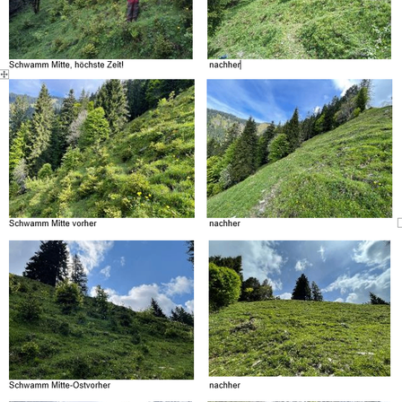 Eine Reihe von Bildern, die verschiedene Ansichten eines Hügels zeigen. Das erste Bild zeigt eine Person beim Klettern. Die nächsten beiden Bilder zeigen grüne, grasbewachsene Hänge. Das letzte Bild zeigt einen Hügel mit einigen Bäumen.