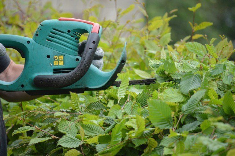 Bild enthält, Plant, Vegetation, Garden, Nature, Outdoors, Leaf, Grass, Gardening, Device