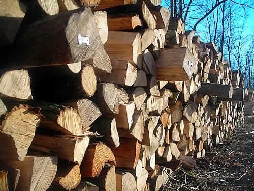 Ein Stapel ordentlich organisierter Brennholz in einem Feld mit Bäumen im Hintergrund.