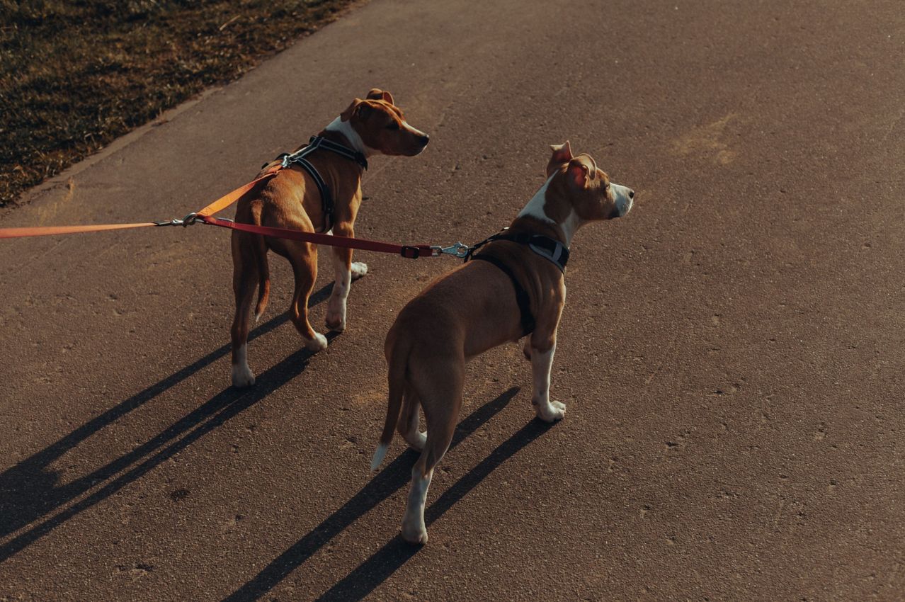 Two dogs on leashes are walking on a concrete road. Both dogs are brown and white. The dog on the right looks forward while the other dog looks behind.