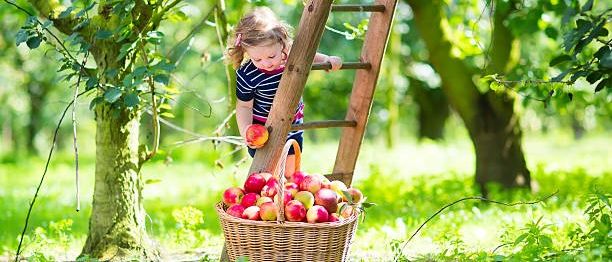 Ein kleines Mädchen pflückt Äpfel von einem Baum mithilfe einer Leiter, wobei ein Korb voller Äpfel in der Nähe steht.