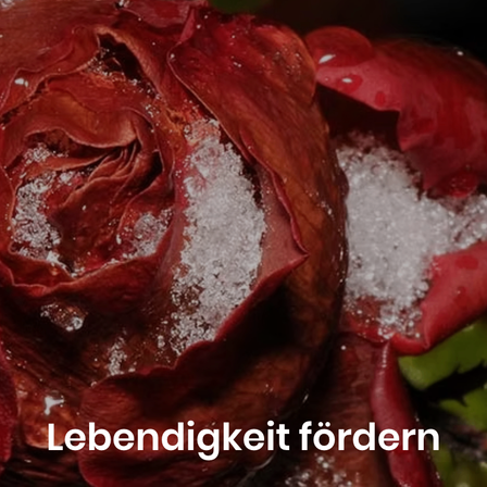 Eine Nahaufnahme einer kastanienbraunen Rose mit Schneekristallen auf ihren Blütenblättern. Das Bild hat einen Wasserzeichen mit dem Text 'Lebendigkeit fördern'.