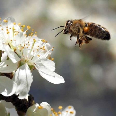 Bild enthält, Animal, Bee, Honey Bee, Pollen, Apidae, Wasp, Bumblebee, Flower, Anemone
