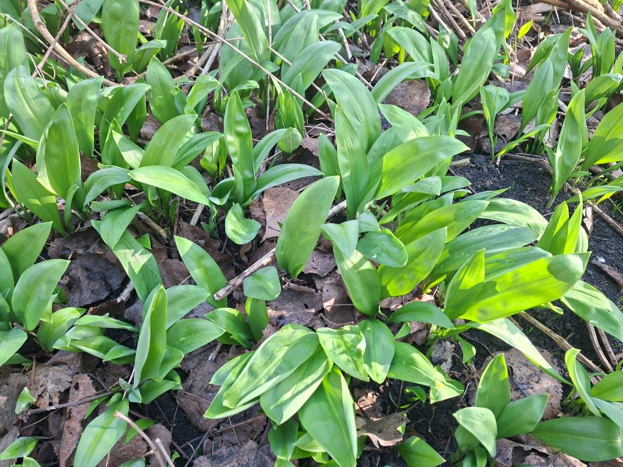 A cluster of wild plants with narrow green leaves growing from the soil, surrounded by dried leaves and twigs.