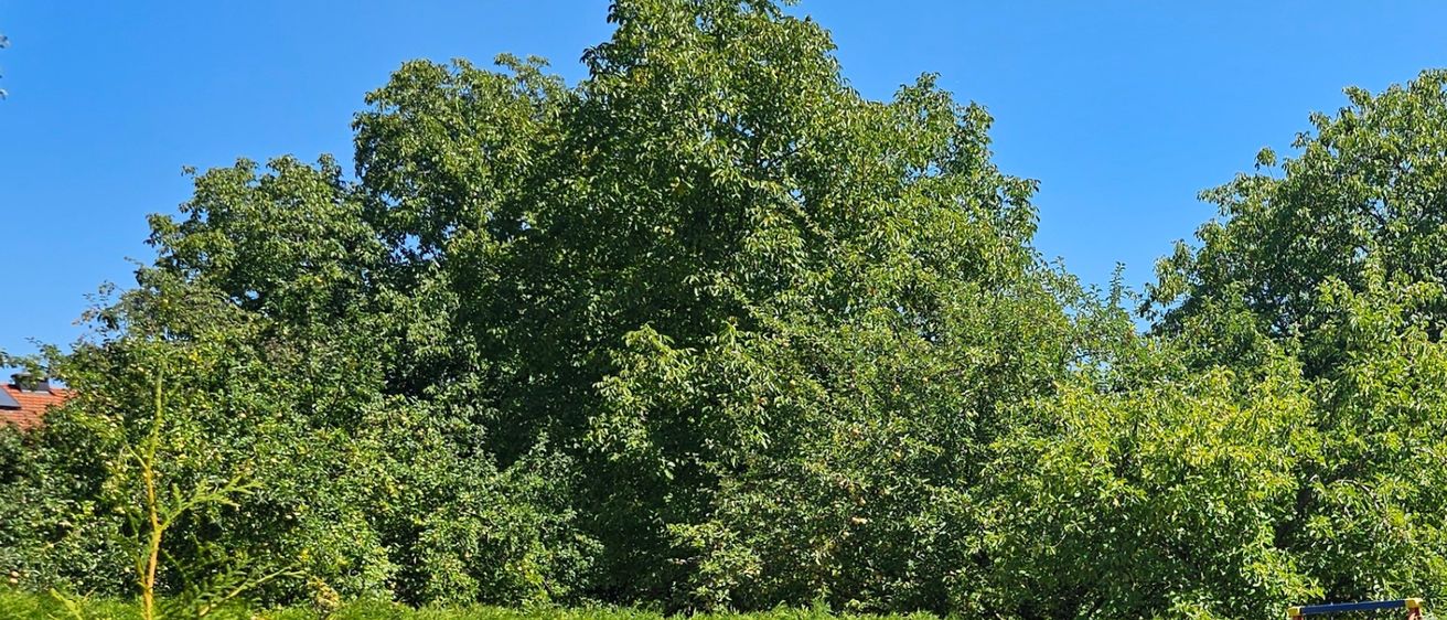 Ein Hinterhof mit Rasen, Hecke und einem Gebäude mit braunem Dach und Holztüren. Bäume und Pflanzen im Hintergrund.