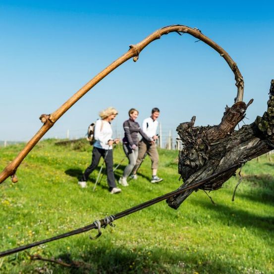 Drei Personen gehen auf einem Feld mit einem Stock im Vordergrund. Sie tragen alle Turnschuhe und haben Rucksäcke dabei.