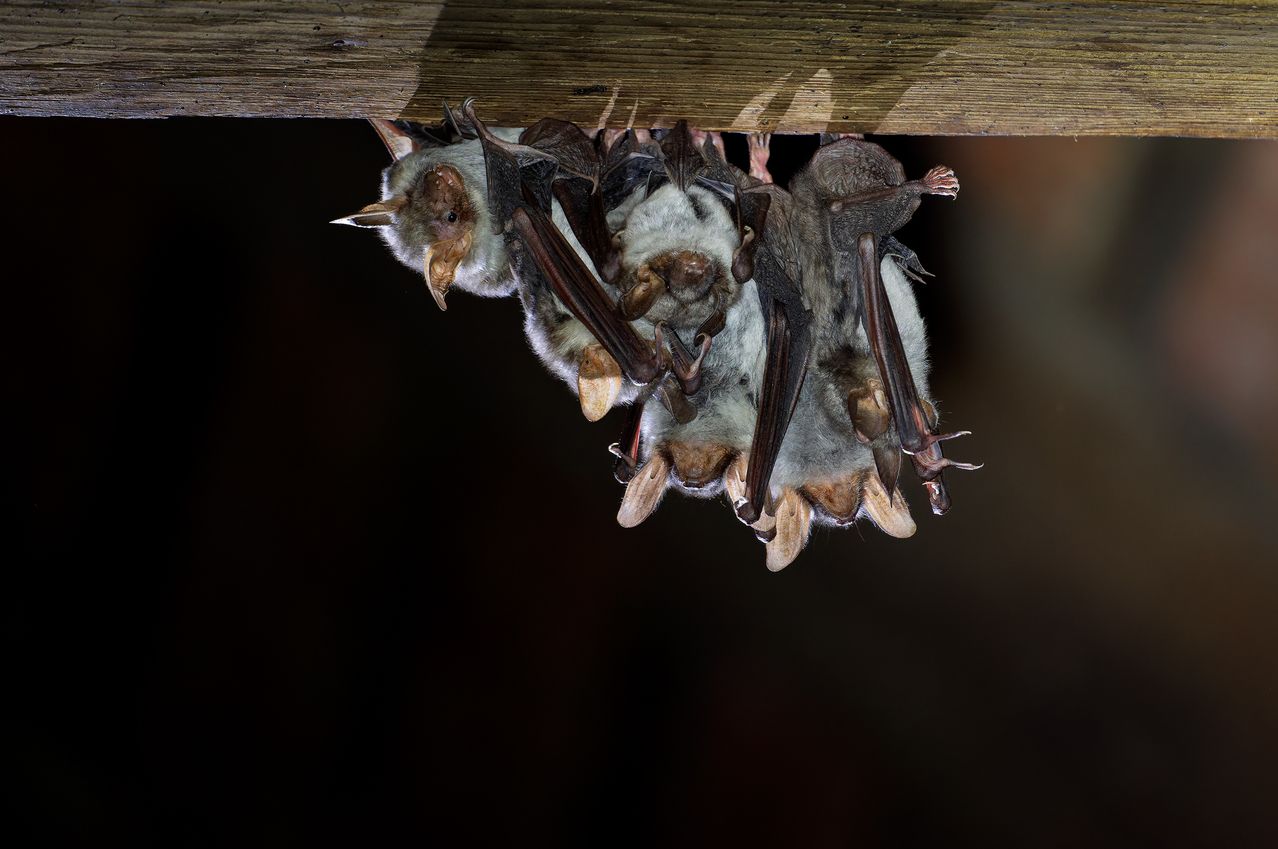 A group of bats hang upside down from a wooden beam, their wings folded. The image focuses on their bodies, showing the contrast between light and dark areas.