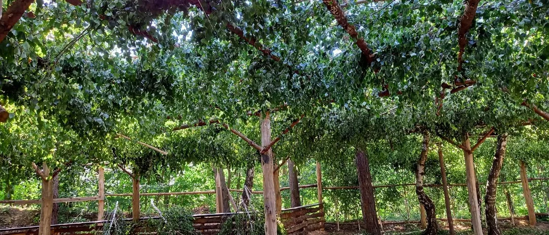 Ein überdachter Garten mit üppig grünen Ranken, die an den Holzstützen hochwachsen, umgeben von einem Holzzaun. Das Sonnenlicht filtert durch die Blätter und schafft eine friedliche Atmosphäre.