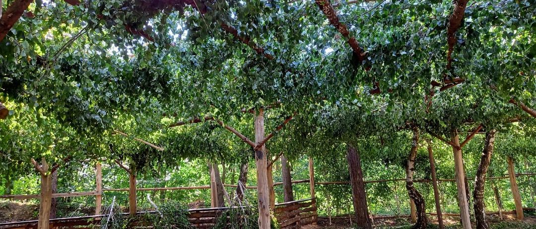 Ein überdachter Garten mit üppig grünen Ranken, die an den Holzstützen hochwachsen, umgeben von einem Holzzaun. Das Sonnenlicht filtert durch die Blätter und schafft eine friedliche Atmosphäre.