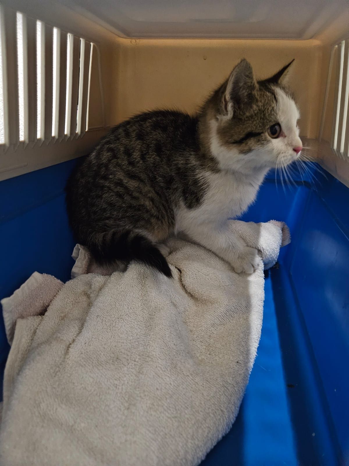 Ein kleines grau-weißes Kätzchen sitzt in einem blauen Käfig mit einem weißen Handtuch darunter und schaut neugierig nach oben.