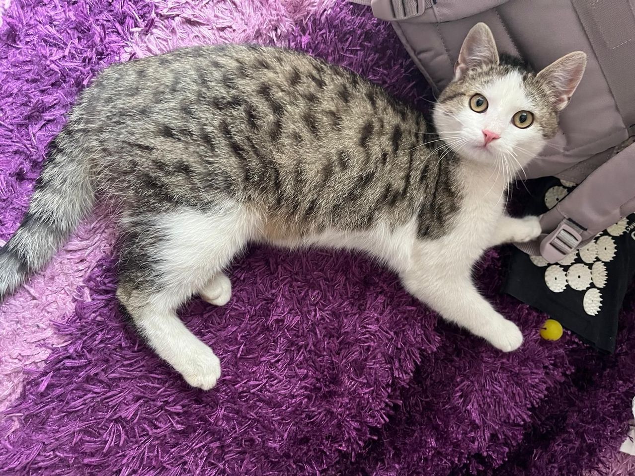 Eine grau-weiße Katze mit grünen Augen liegt auf einem lila Teppich und schaut nach oben.