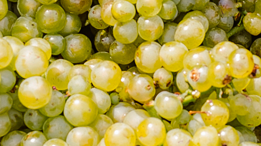 v1_migrated_image_77545359