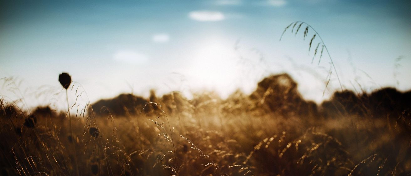 Ein Feld mit hohem, goldenem Gras unter einem hellen, sonnigen Himmel mit verstreuten Wolken.