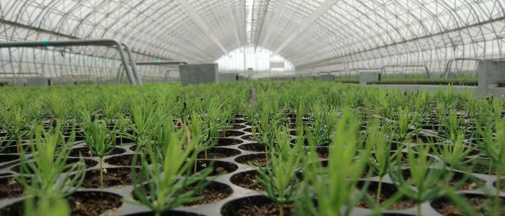 Bild enthält, Garden, Nature, Outdoors, Gardening, Greenhouse, Plant, Vegetation, Field, Grass, Potted Plant