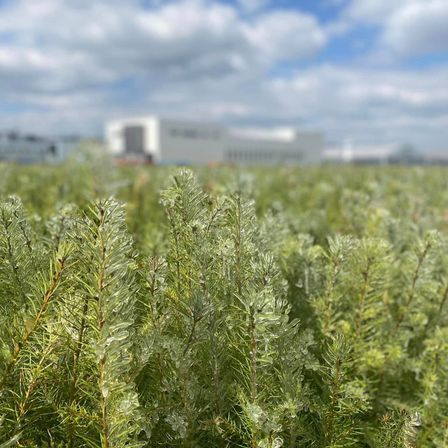 Bild enthält, Vegetation, Grass, Tree, Herbal, Land, Nature, Outdoors, Moss, Woodland, Field