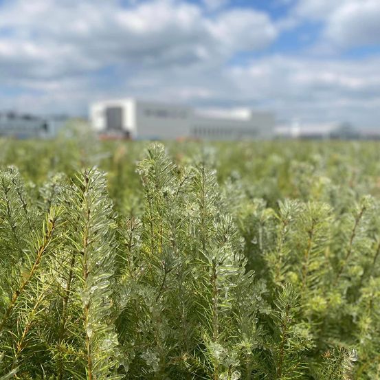 Bild enthält, Vegetation, Grass, Tree, Herbal, Land, Nature, Outdoors, Moss, Woodland, Field