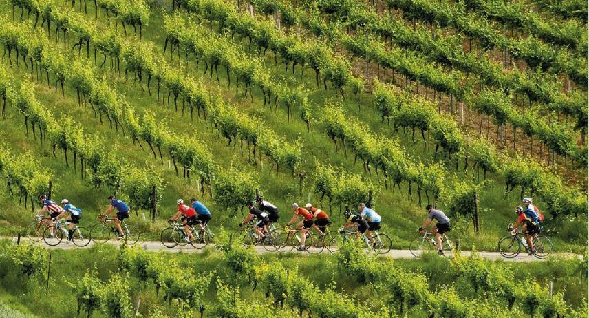 Eine Gruppe von Radfahrern fährt an einem sonnigen Tag durch ein Weingut, gekennzeichnet durch das Datum 14. Juni 2023.