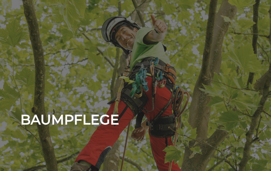 Eine lächelnde Person in einem grünen T-Shirt und roten Hosen, die einen Baum mit Sicherheitsausrüstung erklimmt.