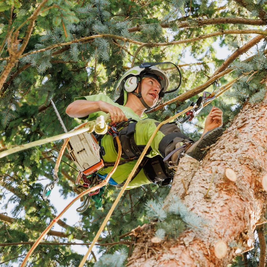 A man in a green uniform and safety gear is climbing a tree using ropes and a chainsaw. He is gripping a tree branch with one hand and holding a chainsaw with the other.