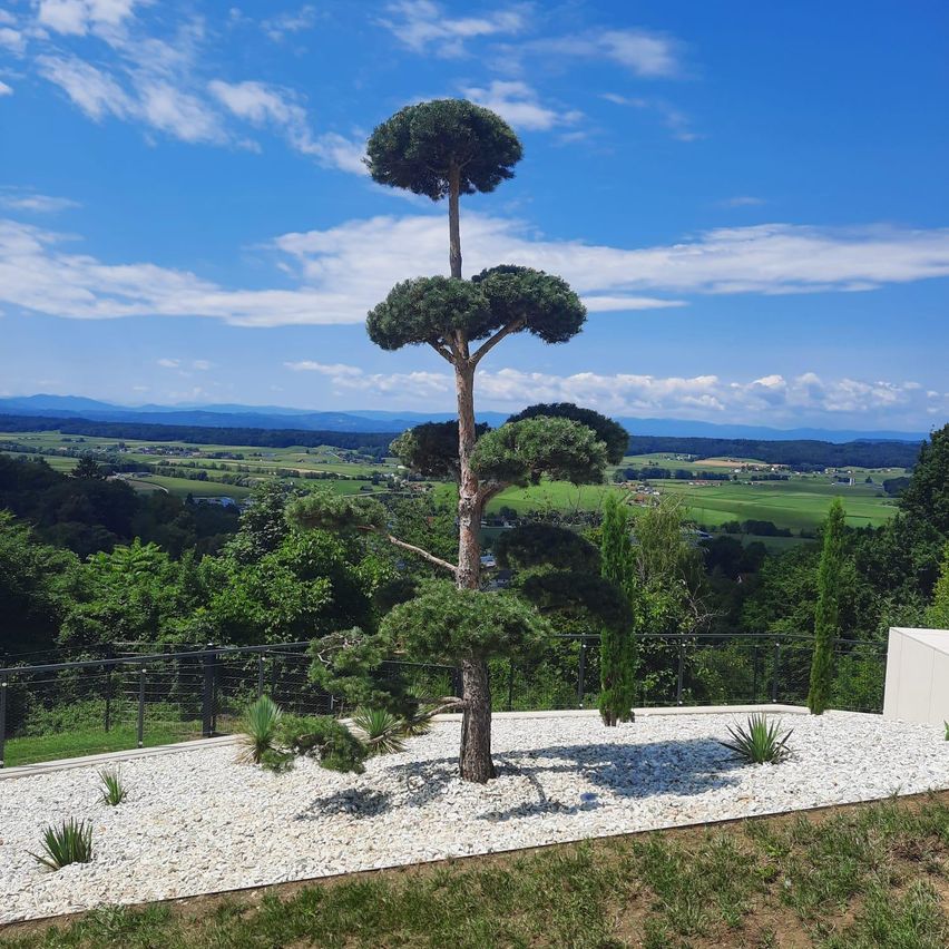 Atop a hill, a uniquely shaped tree stands amidst a gravel garden, surrounded by lush greenery and a distant view of a valley under a blue sky with scattered clouds.