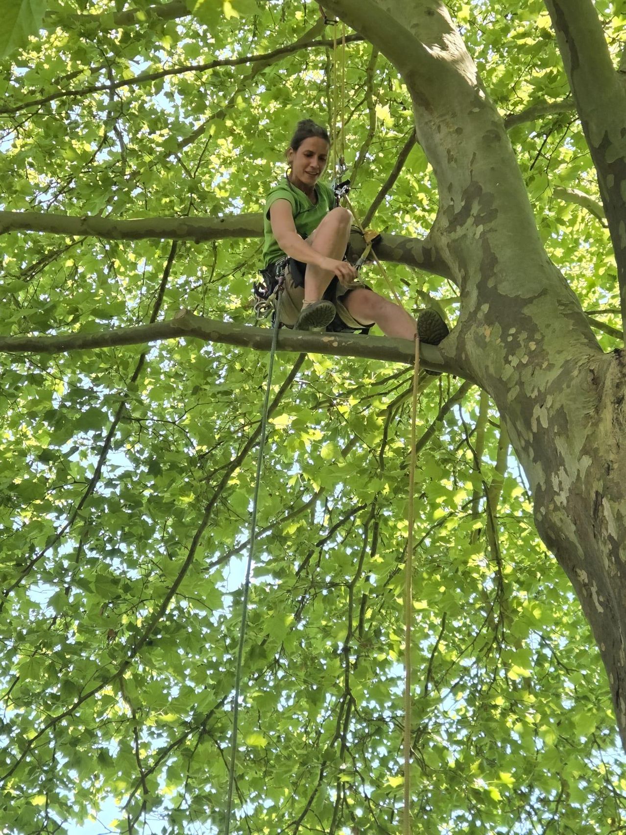 A woman is sitting on a tree branch, wearing a green shirt and harness, and smiling at the camera. She is surrounded by green leaves.