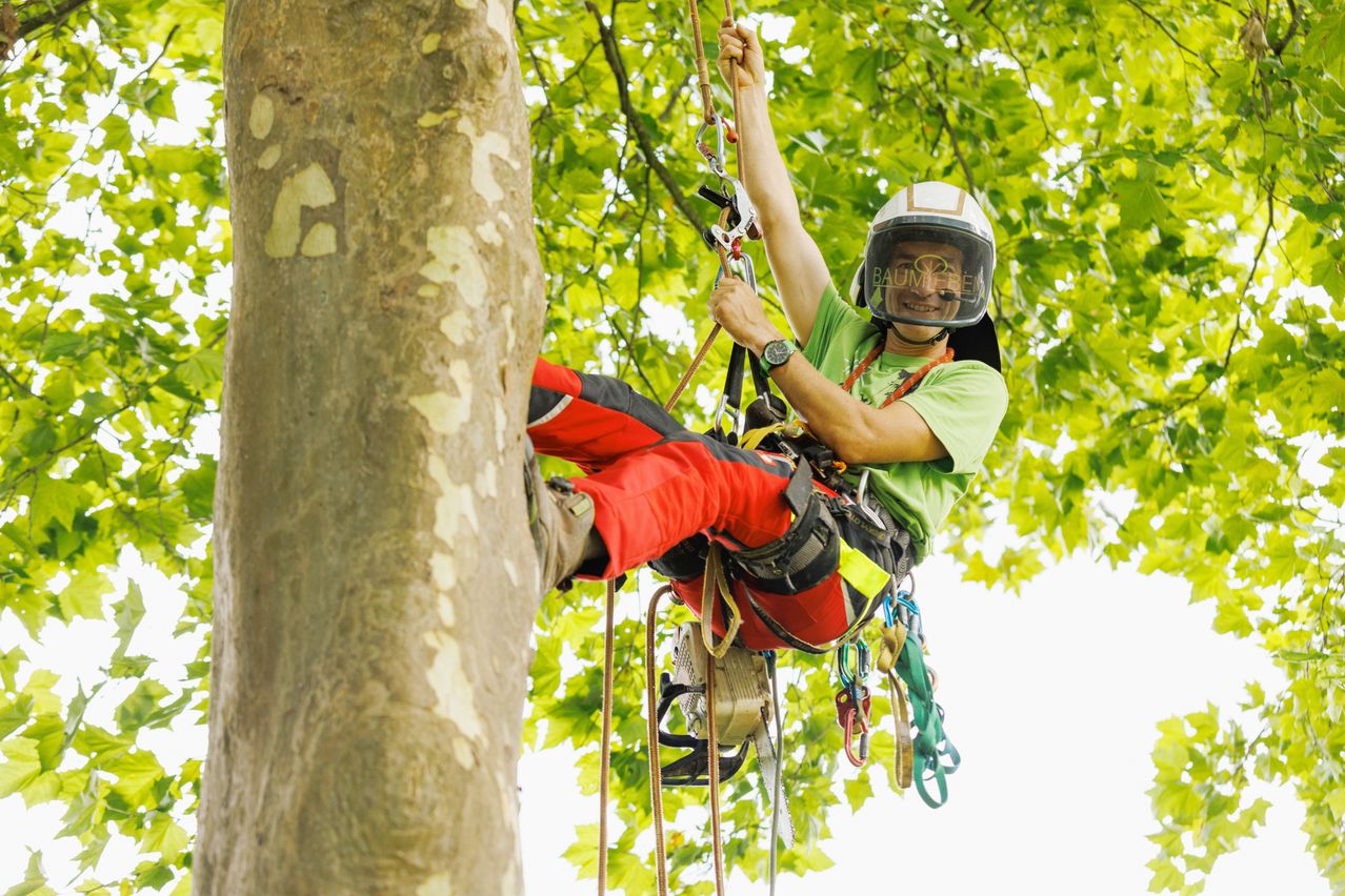 Ein Mann klettert mit einem Gurtzeug und Helm an einem Baum hoch, trägt ein grünes T-Shirt, rote Hosen und eine Armbanduhr. Er hält eine an den Baum befestigte Seil.