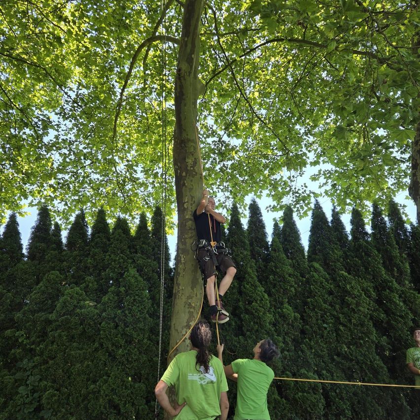 Ein Mann in einem schwarzen Shirt klettert auf einen Baum, während zwei Personen in grünen Shirts darunter stehen. Dahinter steht eine Reihe von Hecken.