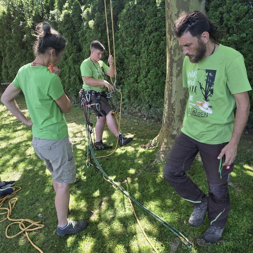 Drei Personen in grünen Shirts, eine klettert an einem Seil, eine andere beobachtet und die dritte steht neben einem Baum. Sie befinden sich auf einem Rasen, mit Seilen auf dem Boden.