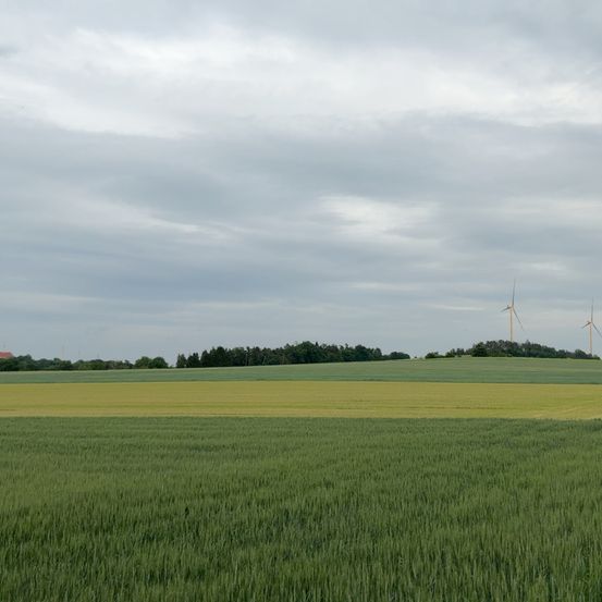 Ein breites grünes Feld mit einem gelben Streifen in der Mitte, zwei Windräder in der Ferne, unter einem bewölkten Himmel.