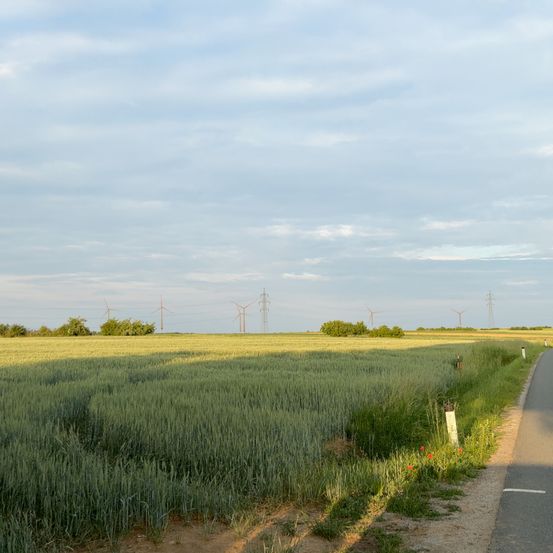 Ein offenes Weizenfeld mit einem Weg rechts. In der Ferne säumen Windturbinen die Landschaft unter einem teilweise bewölkten Himmel.