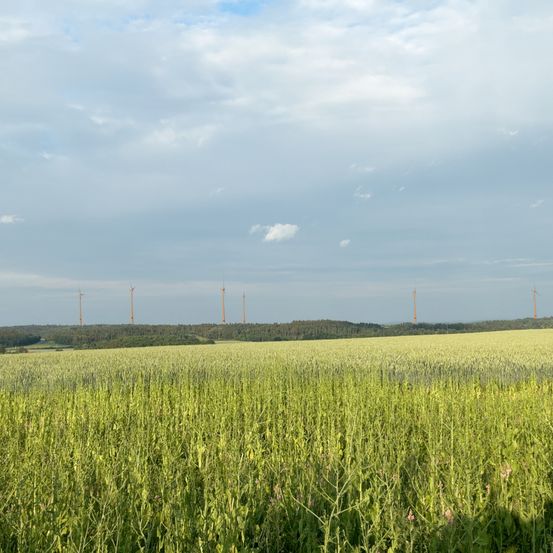 Ein Feld mit Pflanzen, einer Horizontlinie und Windturbinen im Hintergrund unter einem bewölkten Himmel.