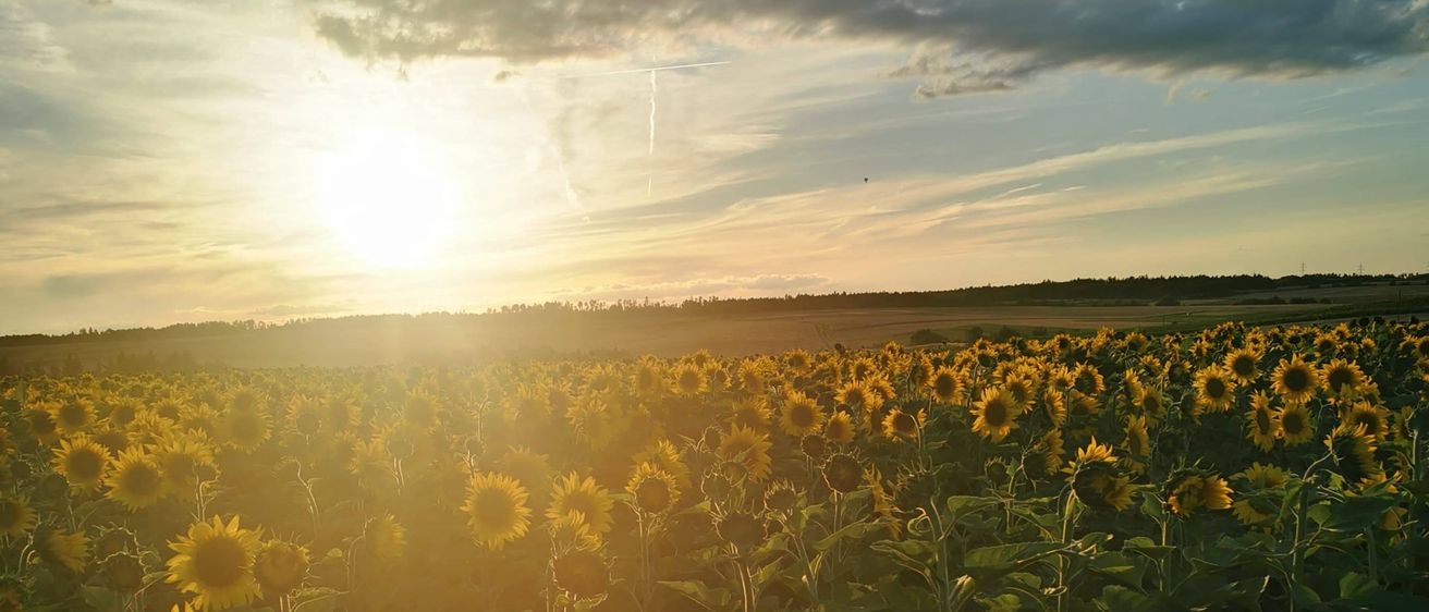 Die Sonne geht hinter einem Sonnenblumenfeld mit hohen Gräsern und einem klaren Himmel mit Wolken unter.