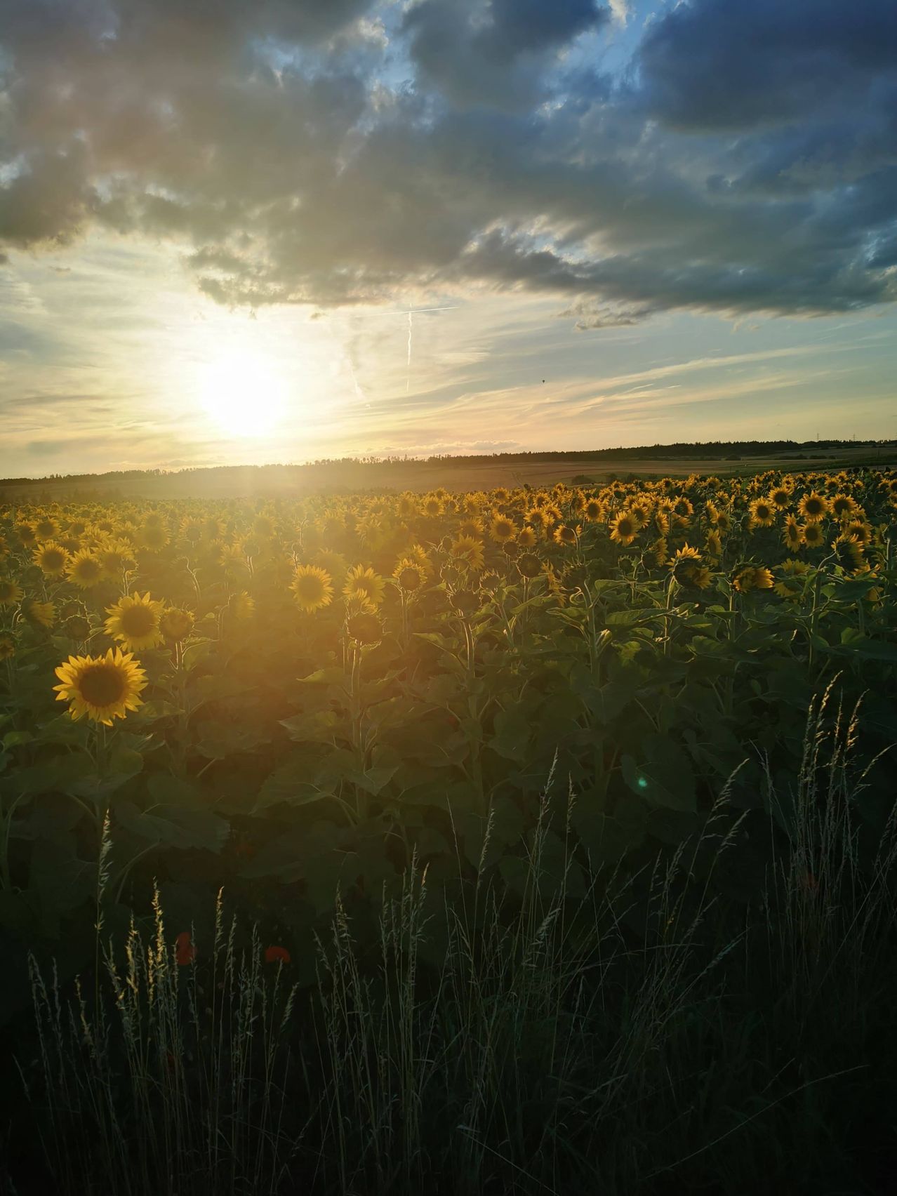 Ein Sonnenblumenfeld bei Sonnenuntergang mit goldenem Schimmer am Horizont, Wolken am Himmel und hohen Gräsern im Vordergrund.