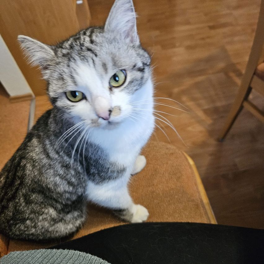 Eine getigerte Katze mit einem weißen Fleck zwischen den Augen, sitzt auf einem Stuhl und blickt mit grünen Augen nach vorne.