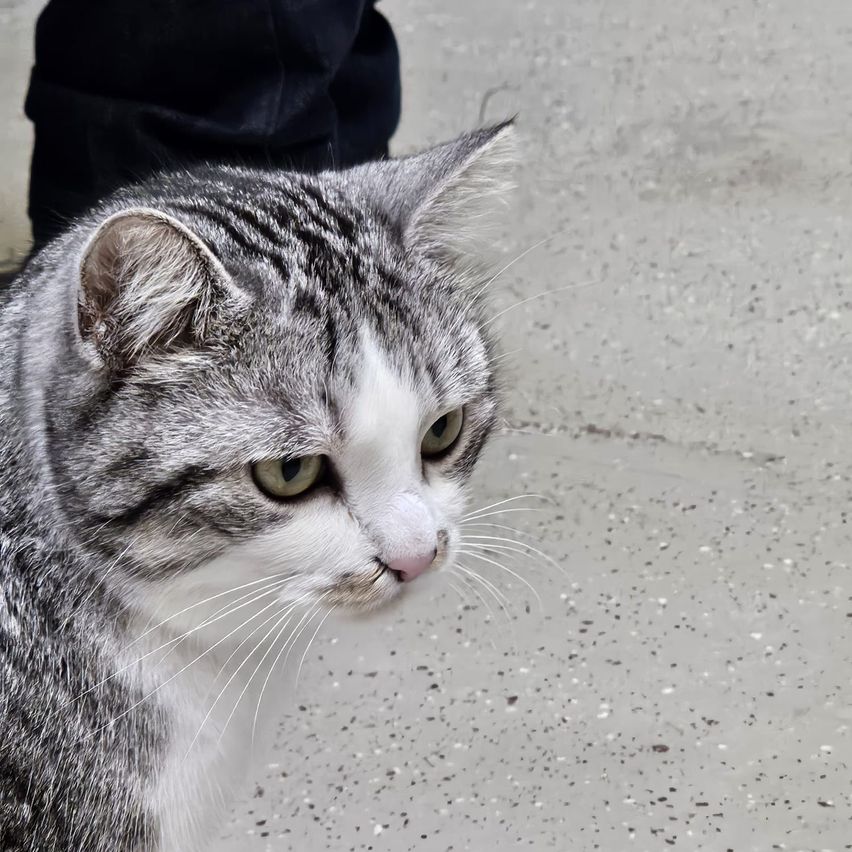 Ein Nahaufnahme eines grau-weißen Katers mit grünen Augen, weißen Schnurrhaaren und rosa Nase auf einem grauen Betonboden.