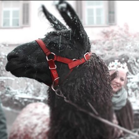Ein nasses schwarzes Alpaka mit rotem Geschirr steht im Schnee mit einem lächelnden Mädchen, das eine Krone trägt.