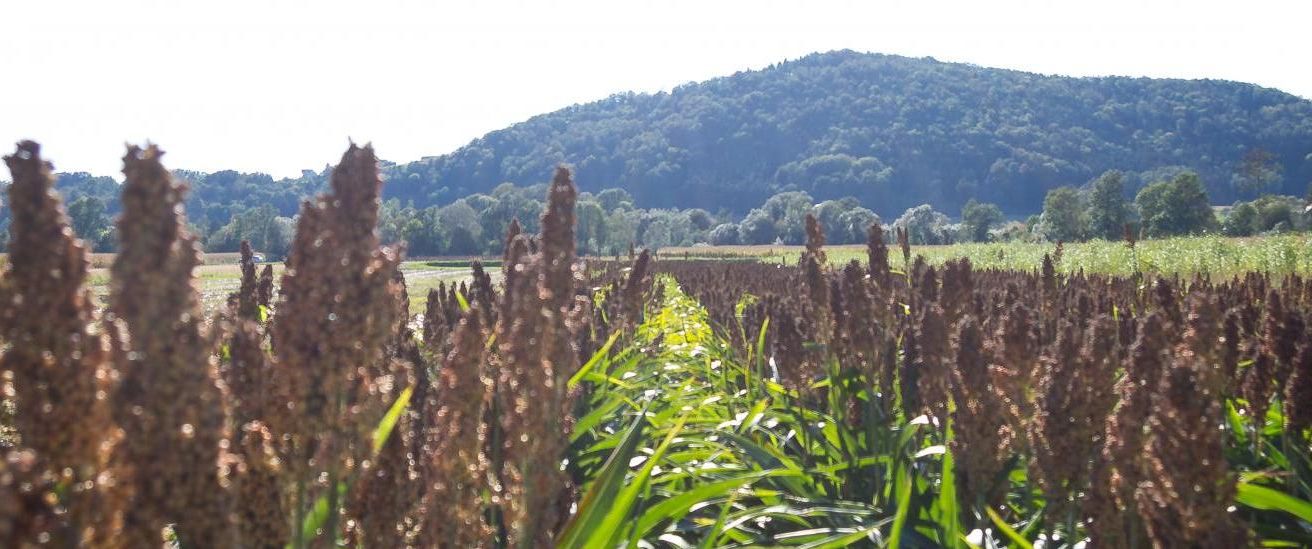 Bild enthält, Vegetation, Agriculture, Countryside, Field, Nature, Outdoors, Grass, Landscape, Scenery, Woodland