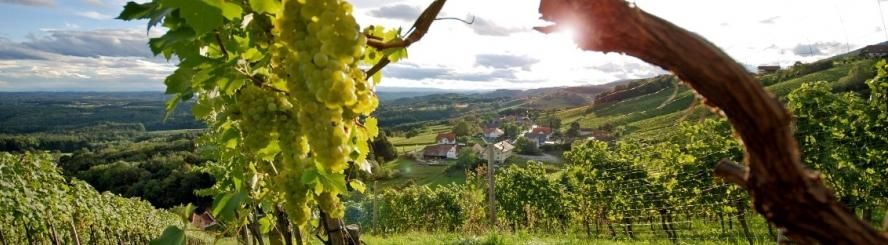 Bild enthält, Nature, Outdoors, Countryside, Rural, Farm, Vineyard